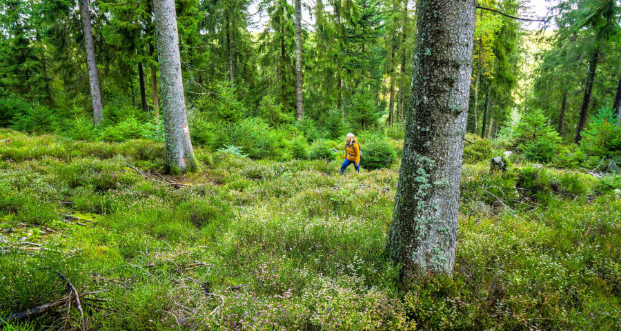 Wandelen in het Zwarte Woud